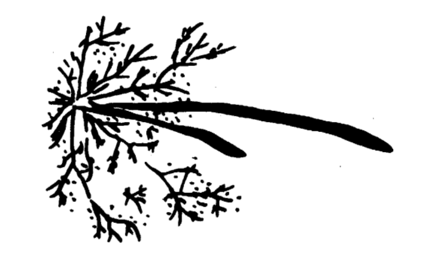 Chrysanthemum shaped Steel Spark Detailed sketch of a spark pattern with branching nodes and elongated streams, illustrating metal properties